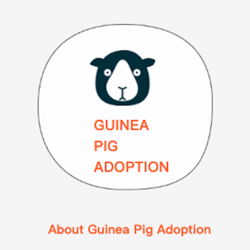 GUINEA PIG ADOPTION